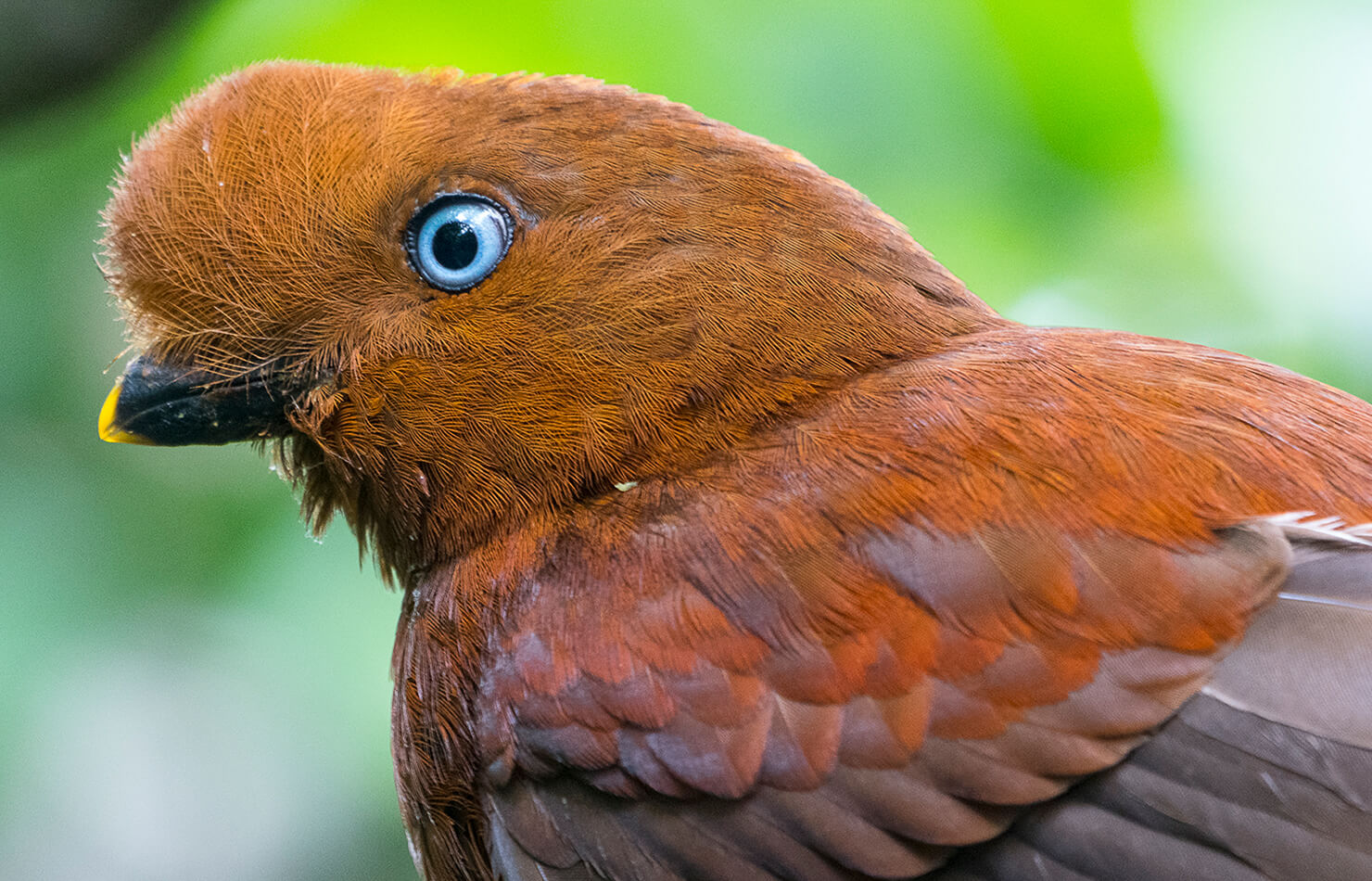 Cock-of-the-rock | San Diego Zoo Animals & Plants